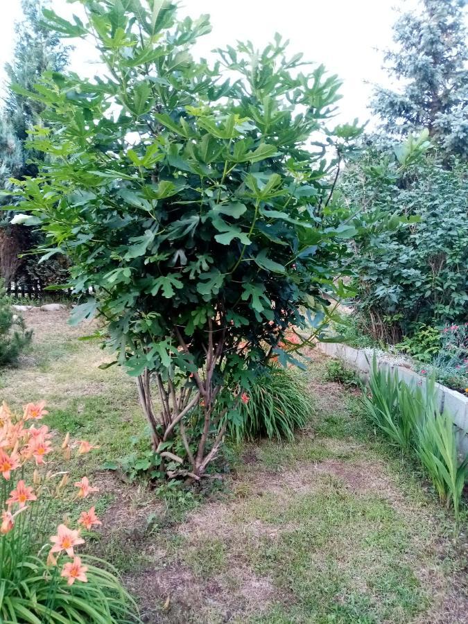 Guesthouse Smiljanic Slavkovica Ngoại thất bức ảnh